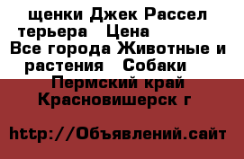 щенки Джек Рассел терьера › Цена ­ 27 000 - Все города Животные и растения » Собаки   . Пермский край,Красновишерск г.